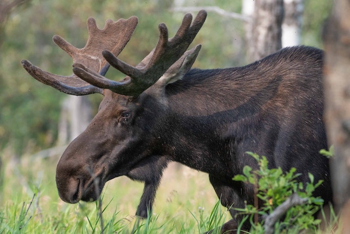A picture of a moose